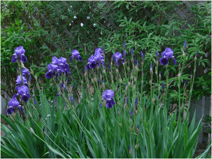 Iris Bed.JPG