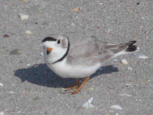 NYC Park Rangers and seasonal workers kept an eye on piping plovers this summer in Rockaway. The tiny shore birds are endangered.