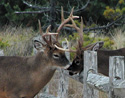 Bucks during rut.