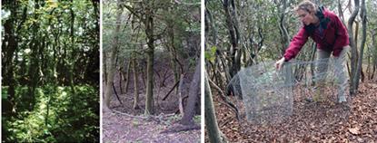 Sunken Forest collage 1990s-2006.