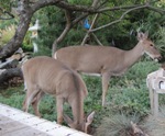 Deer can be found foraging in gardens.